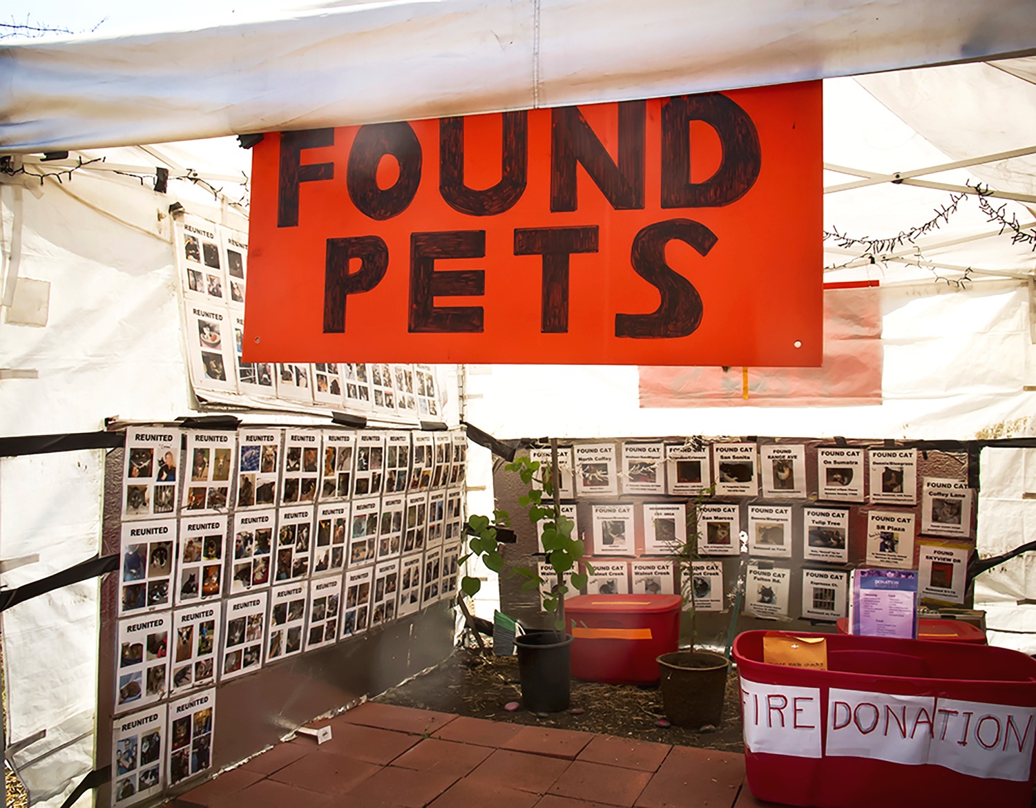 CP.FoundPets.jpg