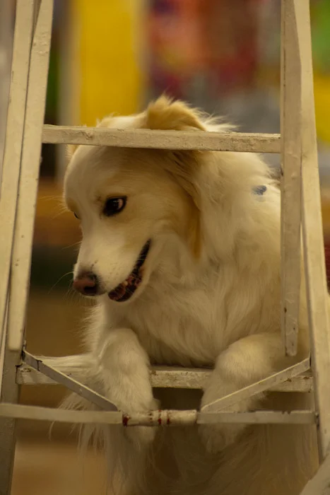 Cedar climbs a ladder.jpg
