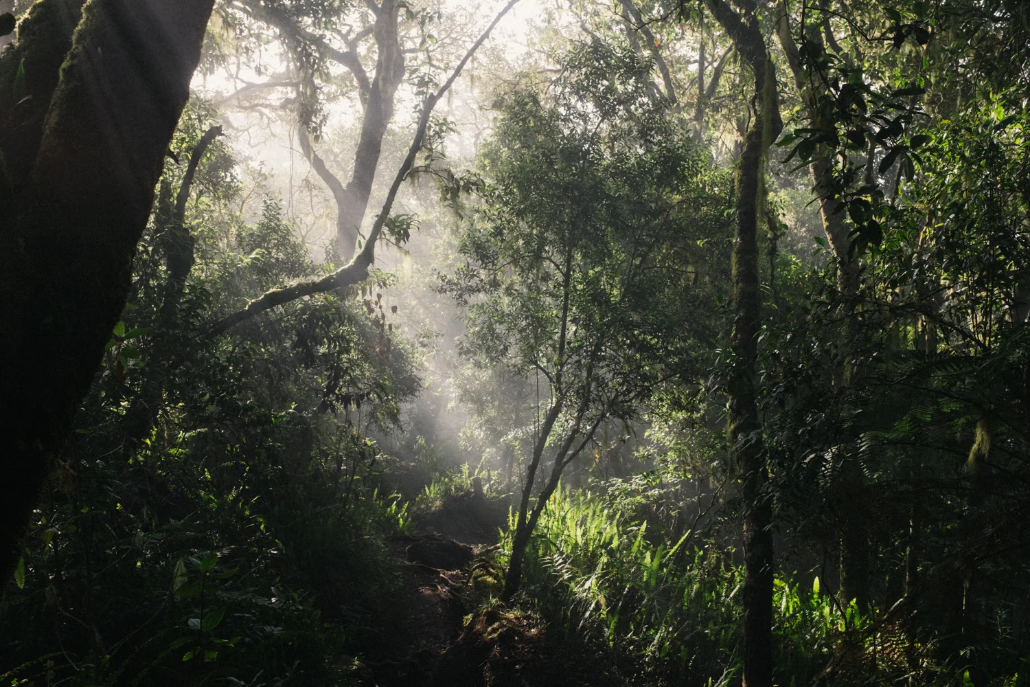 Mt Rinjani Jungle
