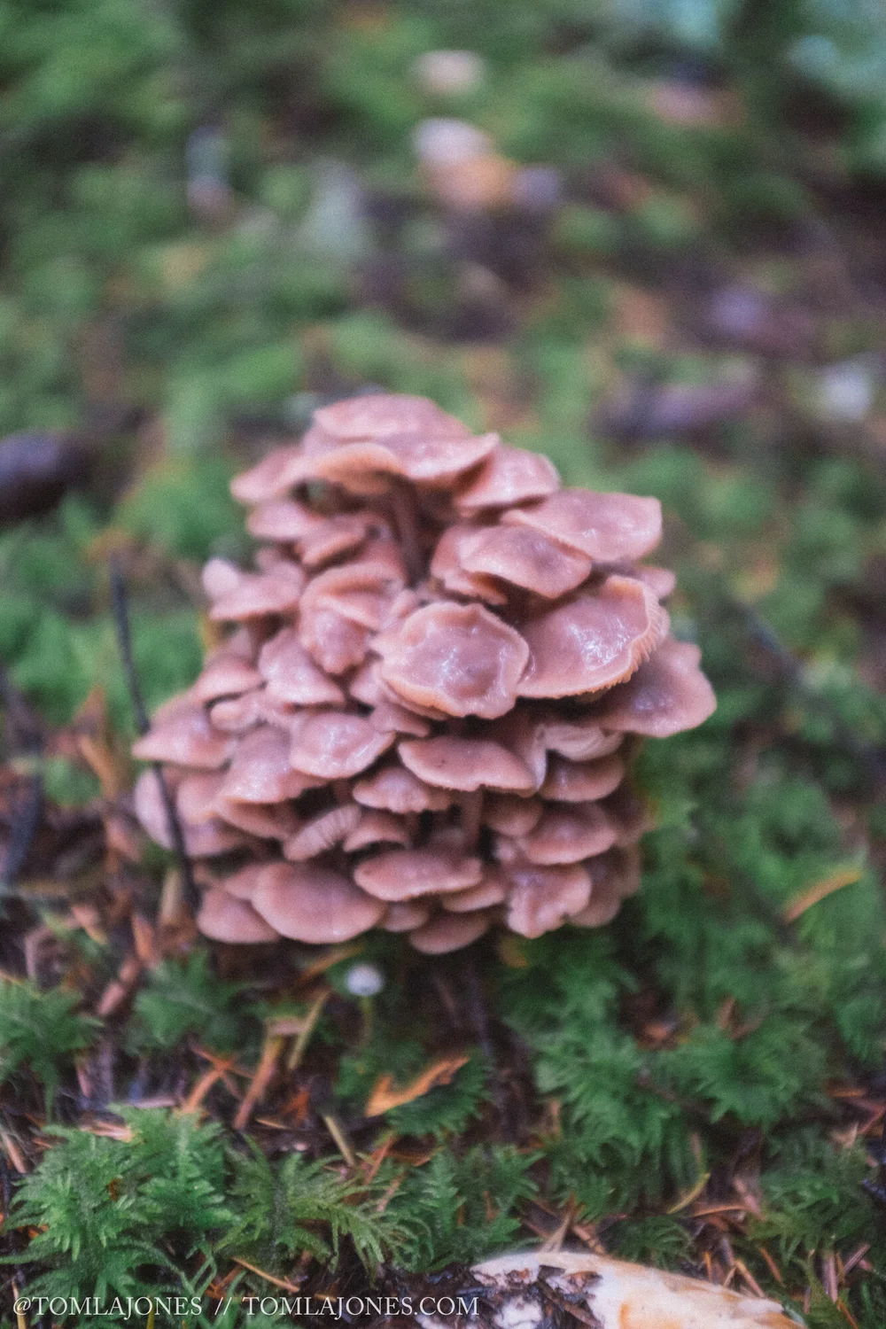 Van_MushHunt_Oct-7341.jpg