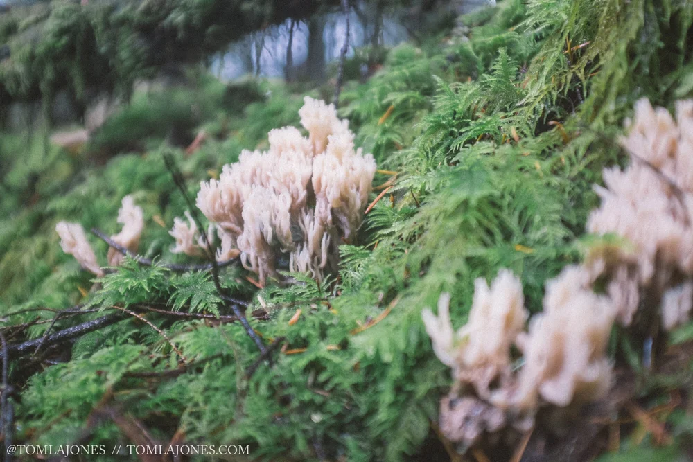 Van_MushHunt_Oct-7357.jpg