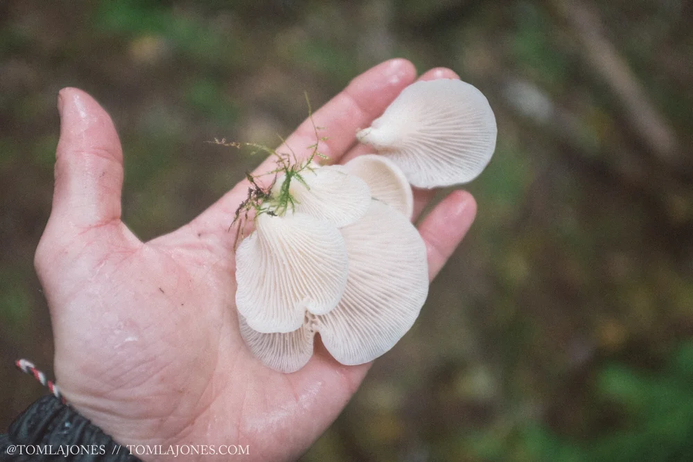 Van_MushHunt_Oct-7360.jpg