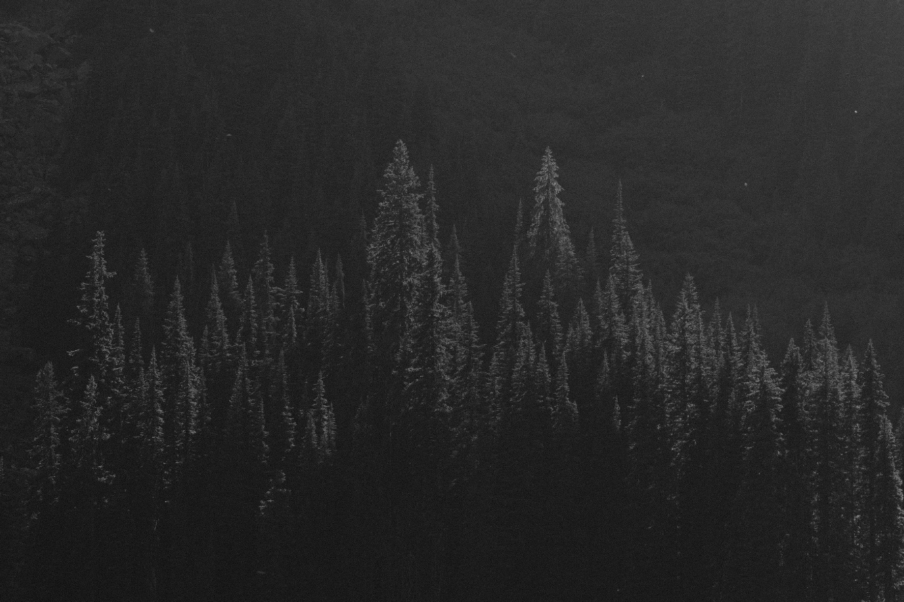 Night silhouettes of fir trees lit from behind — moody forest photo by Tom L A Jones