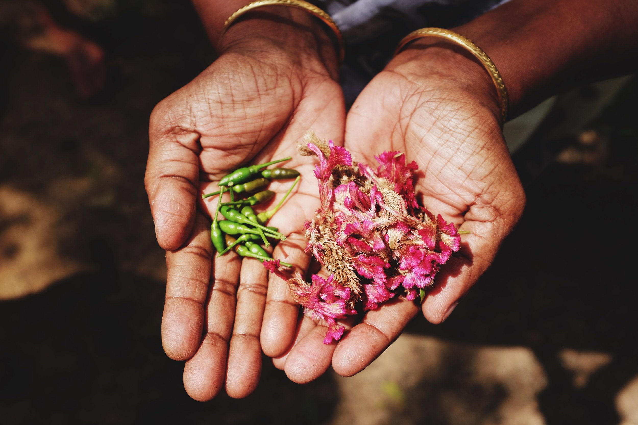 Weathered hands offering fresh herbs & chilies — storytelling food shot by Tom L A Jones
