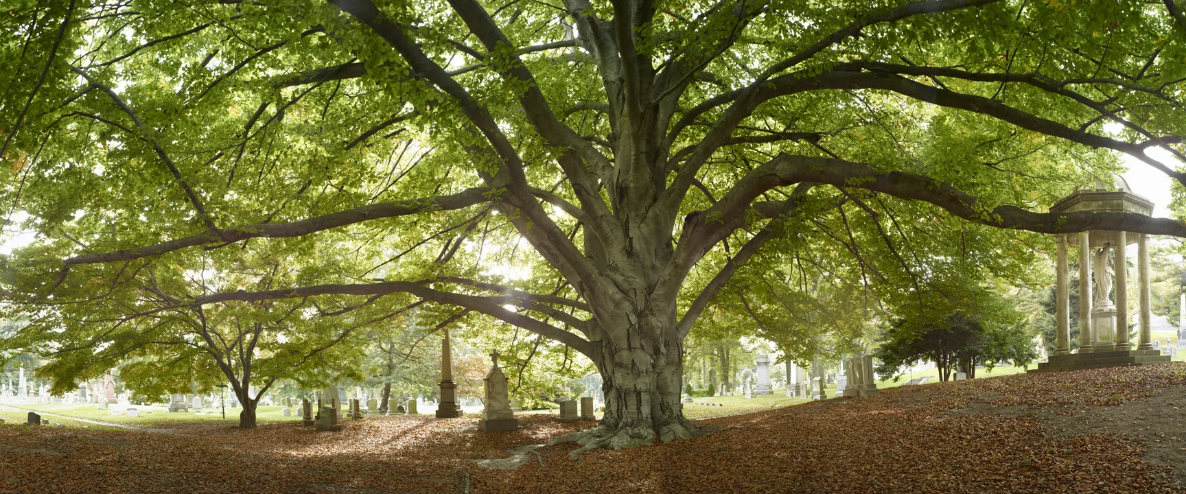 GWC_tree_C.jpg