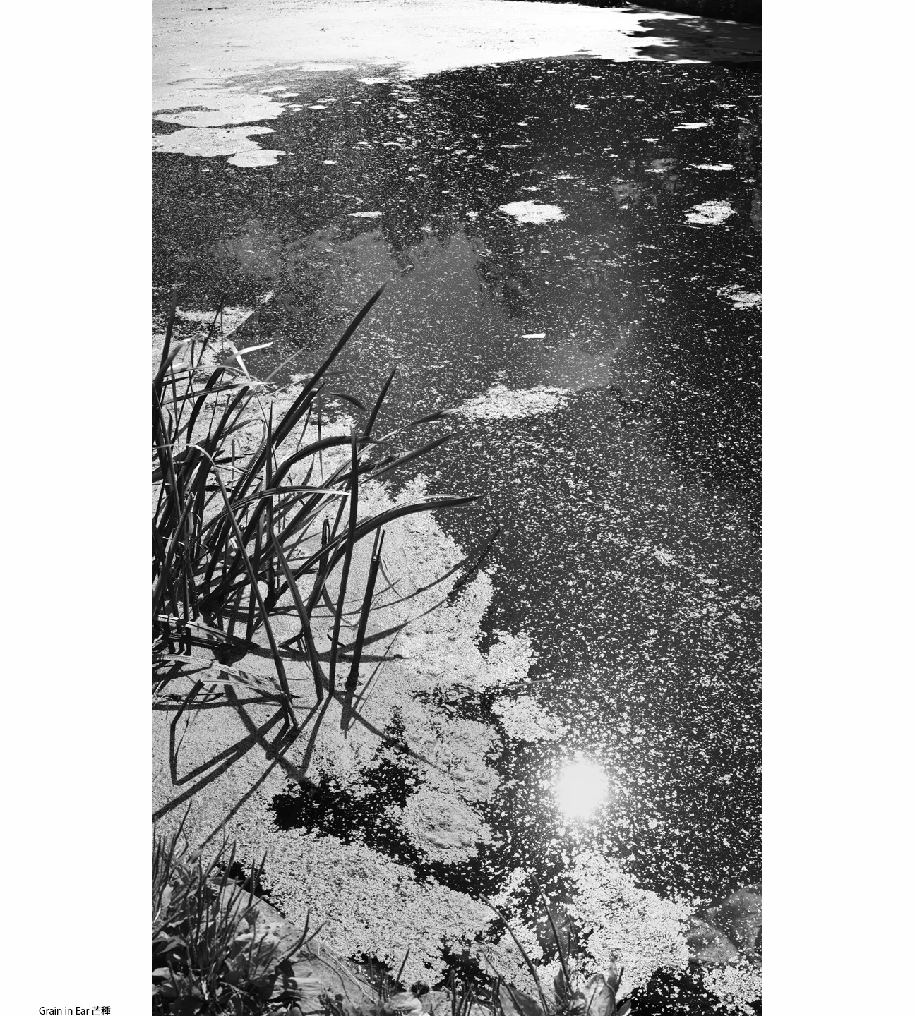 1Summer_3_Grain in Ear1.jpg