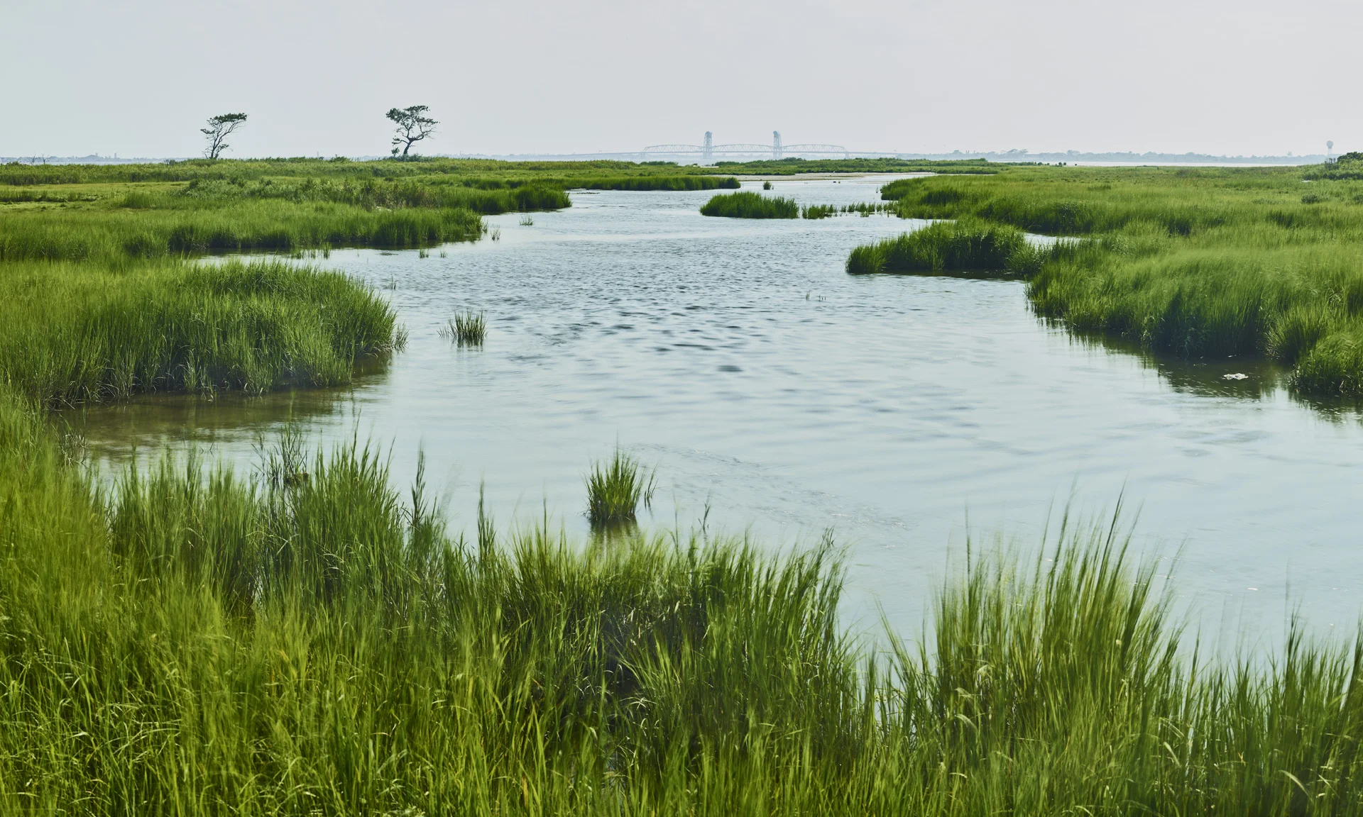 Ruffle Bar_1_for MYM.jpg