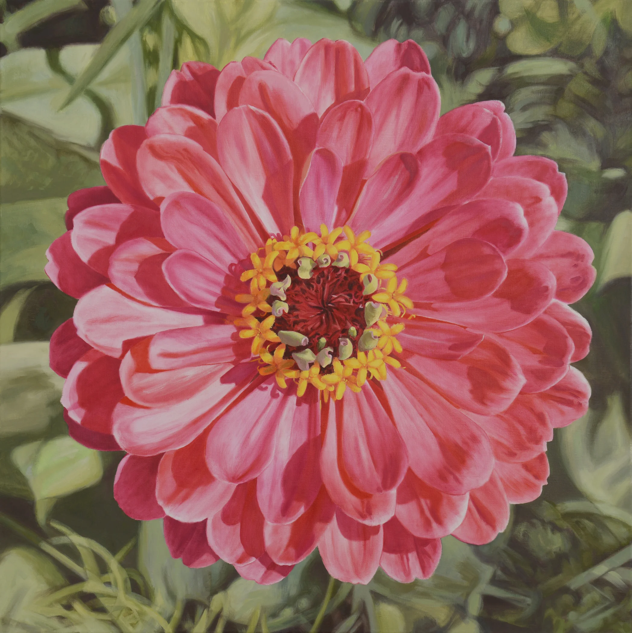 Zinnia (Coral), oil on linen, 30" x 30", 2016