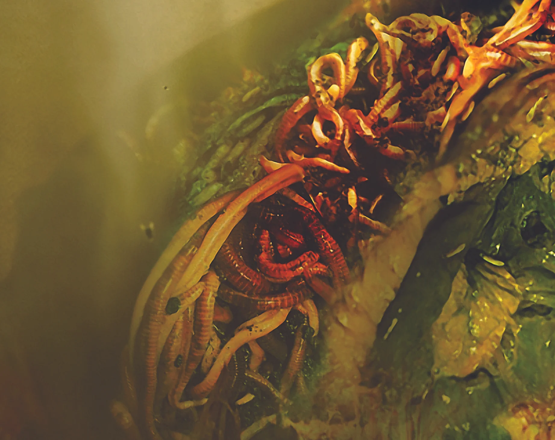 rsz_rouse_2015_inlay_rotten_tray_inside.jpg