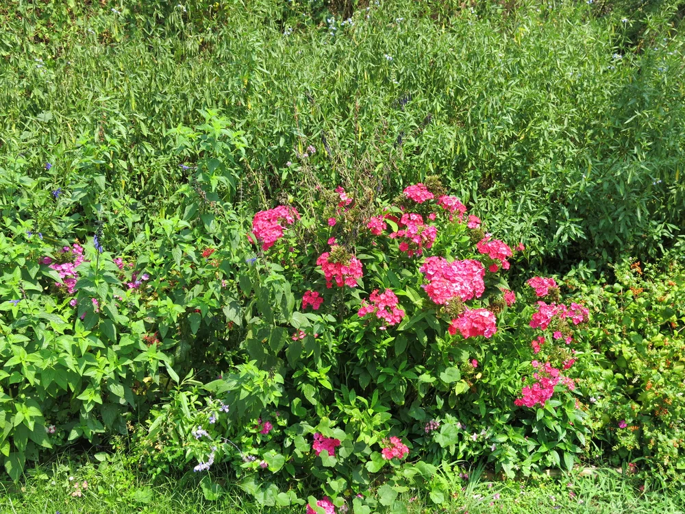 IMG_1005.JPG