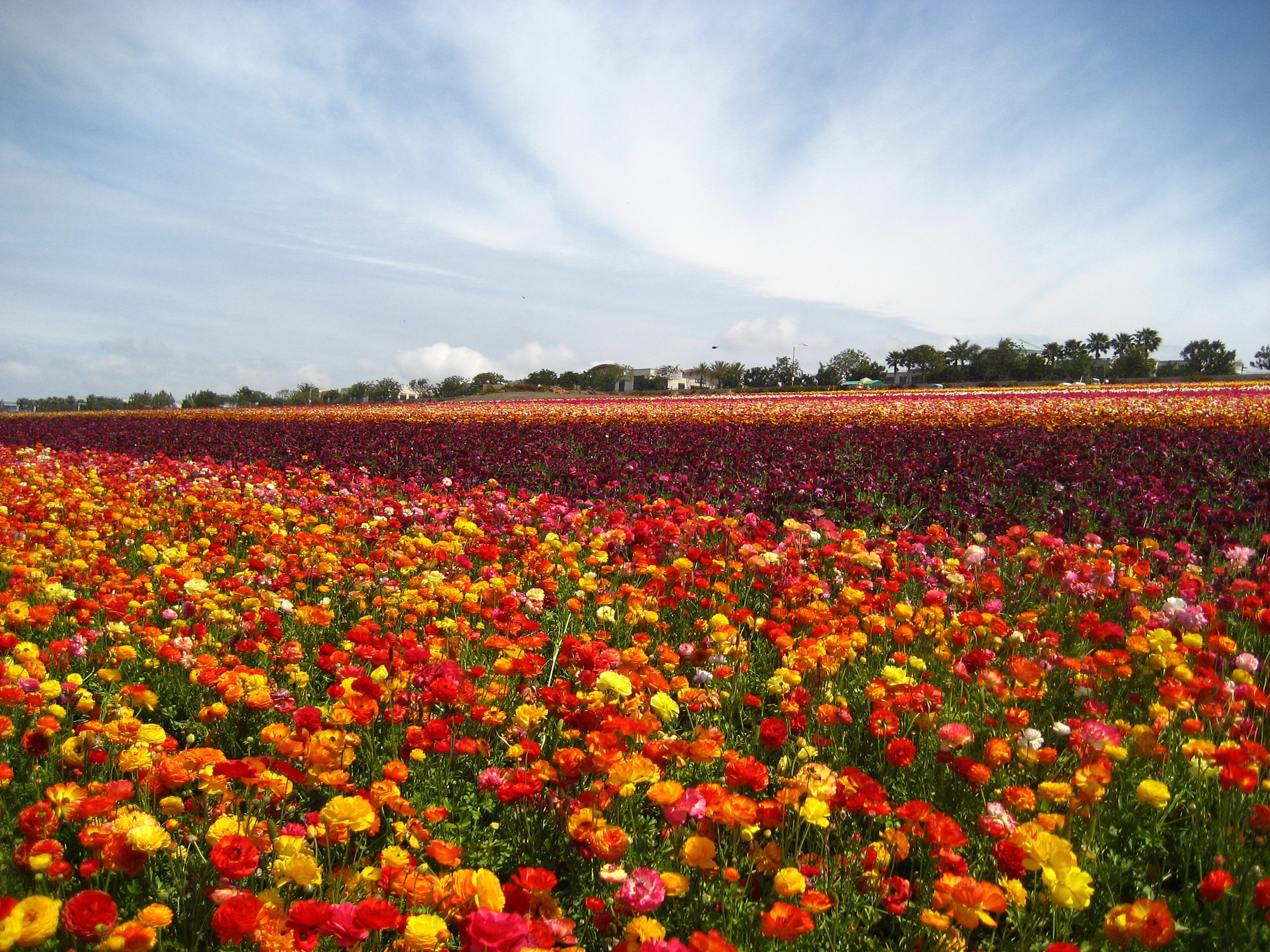 flower fields