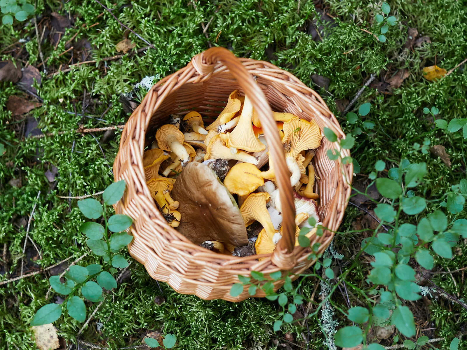 A Guide to Hunting Mushrooms in Colorado