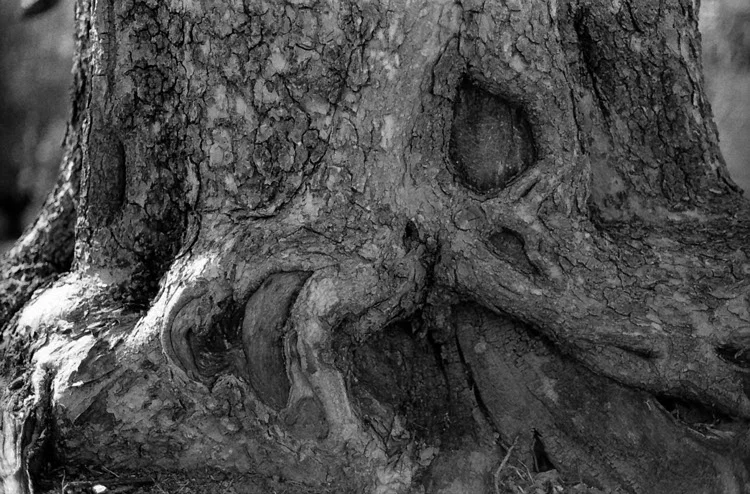 stump.jpg