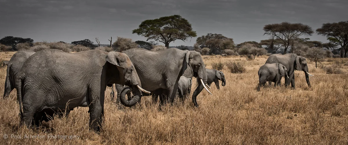 Wildlife_Squarespace-1.jpg