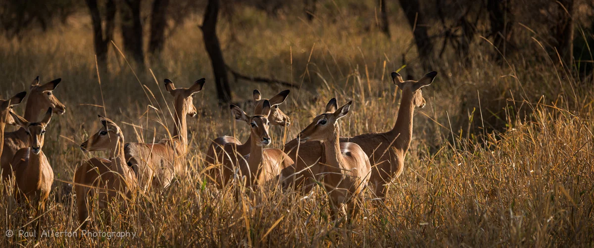 Wildlife_Squarespace-7.jpg
