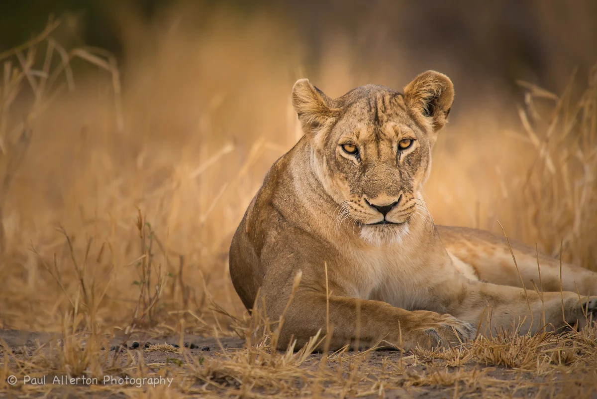 Wildlife_Squarespace-15.jpg