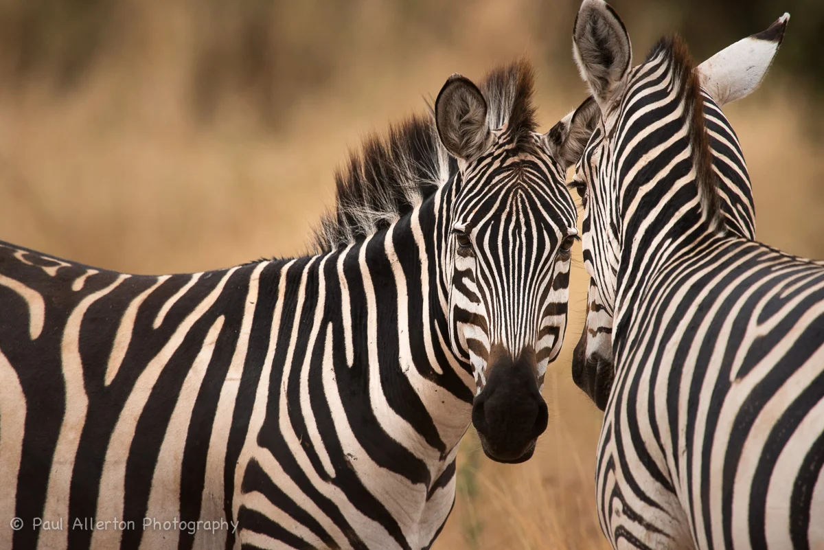 Wildlife_Squarespace-18.jpg