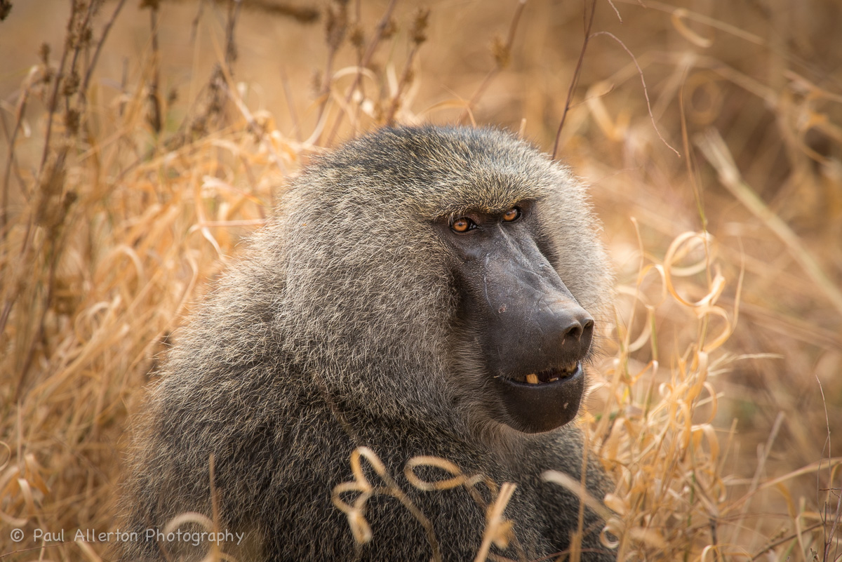 Wildlife_Squarespace-19.jpg