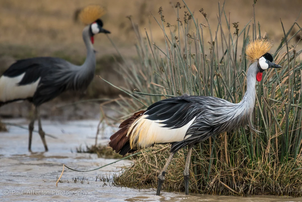 Wildlife_Squarespace-22.jpg