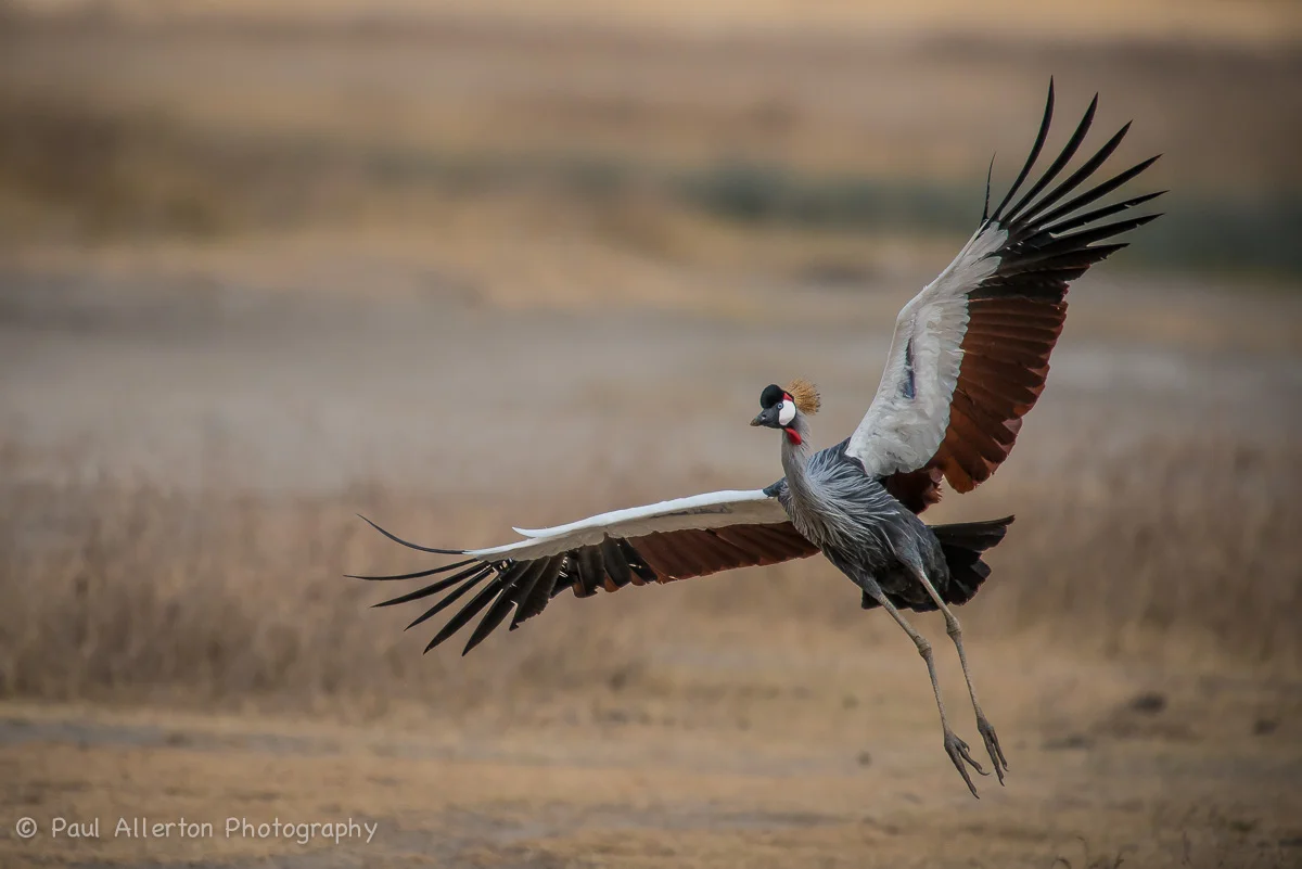 Wildlife_Squarespace-23.jpg