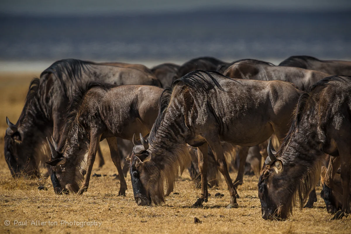 Wildlife_Squarespace-25.jpg