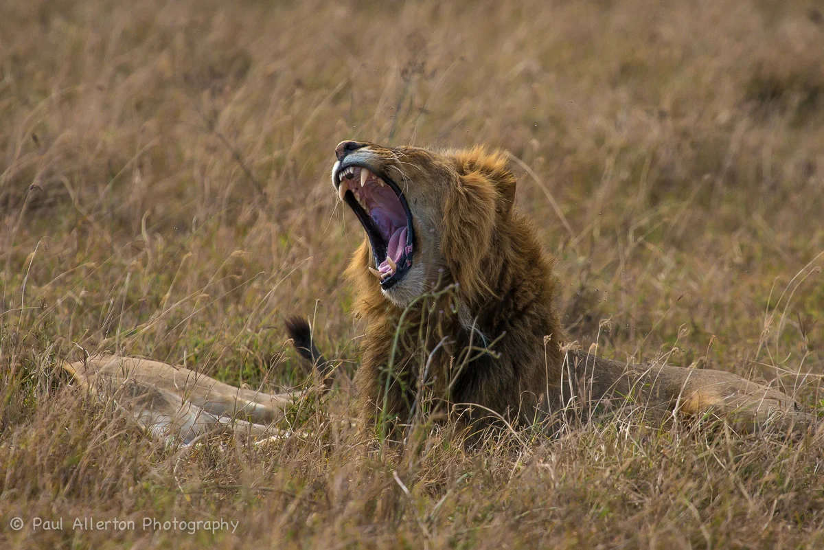 Wildlife_Squarespace-34.jpg
