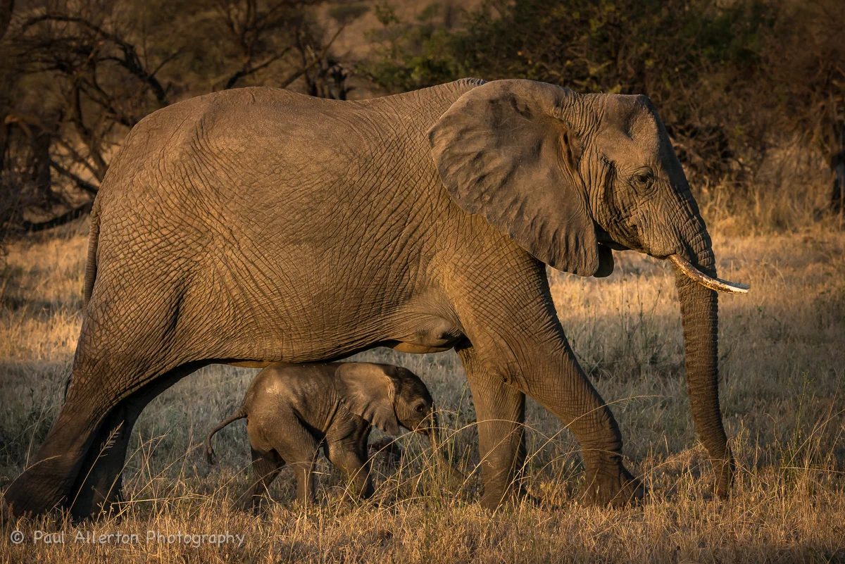 Wildlife_Squarespace-39.jpg