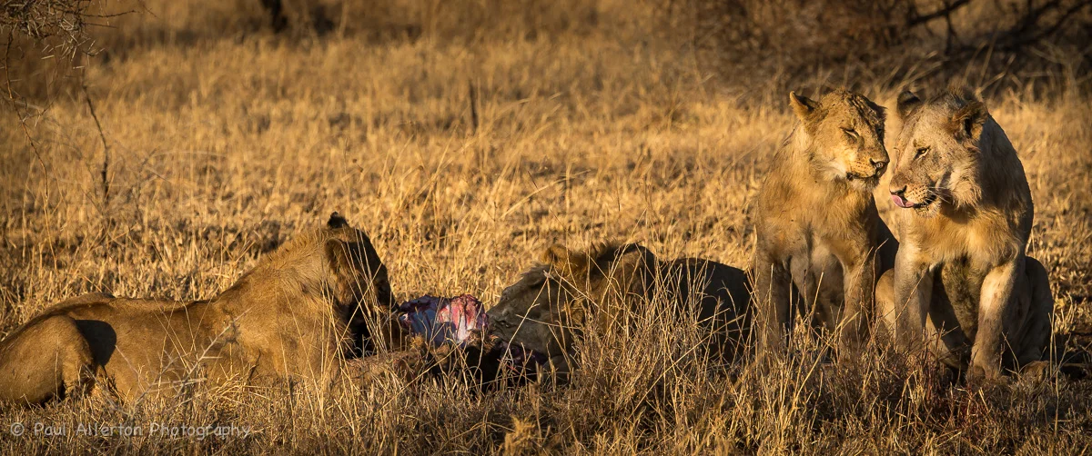 Wildlife_Squarespace-42.jpg
