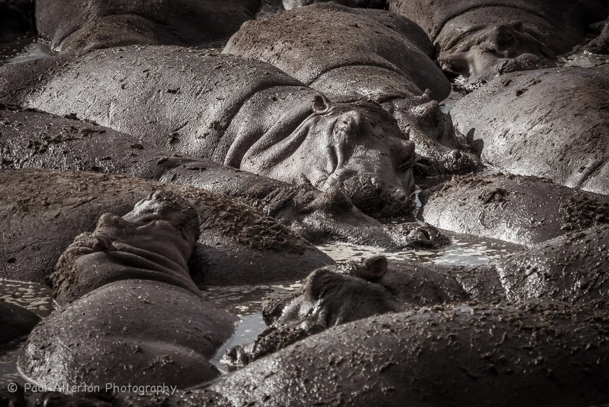 Wildlife_Squarespace-49.jpg