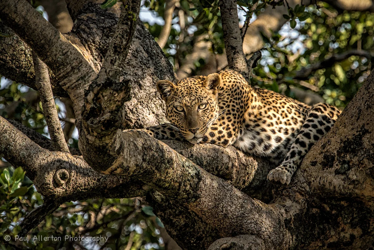 Wildlife_Squarespace-61.jpg