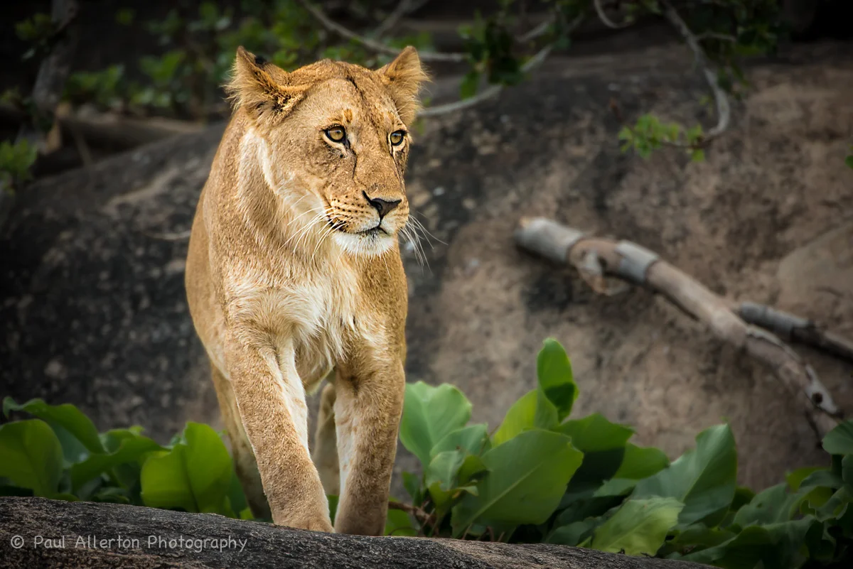 Wildlife_Squarespace-75.jpg