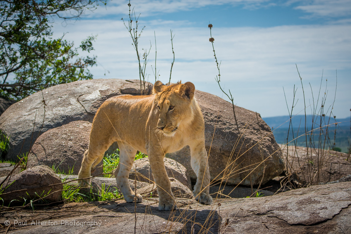 Wildlife_Squarespace-74.jpg