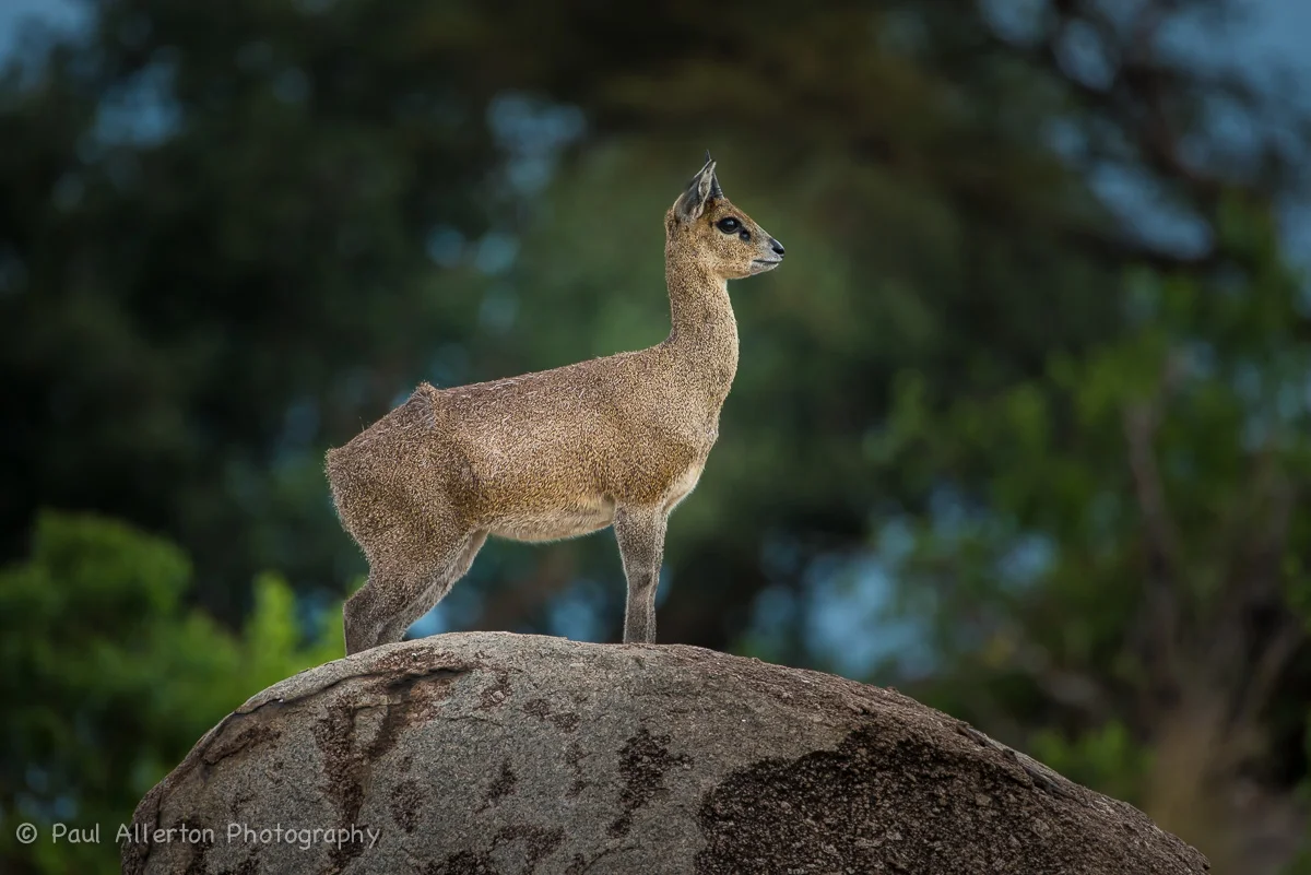 Wildlife_Squarespace-78.jpg