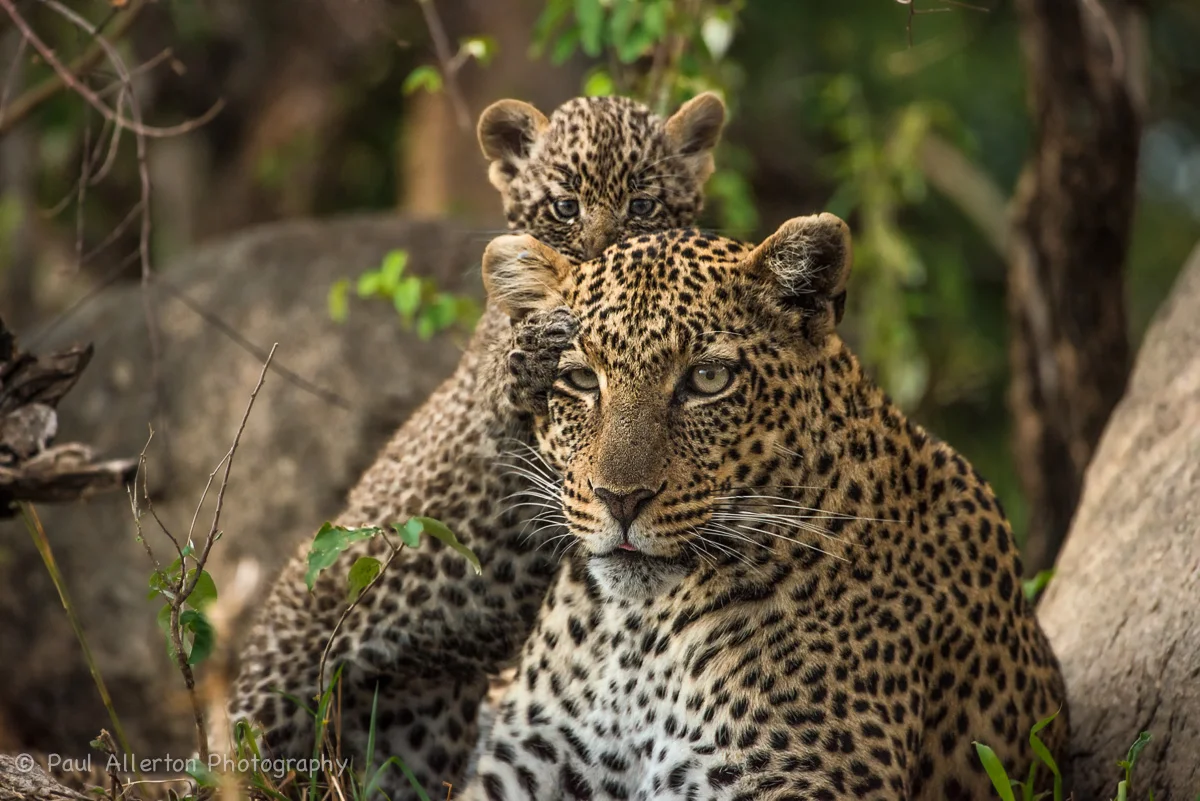 Wildlife_Squarespace-79.jpg
