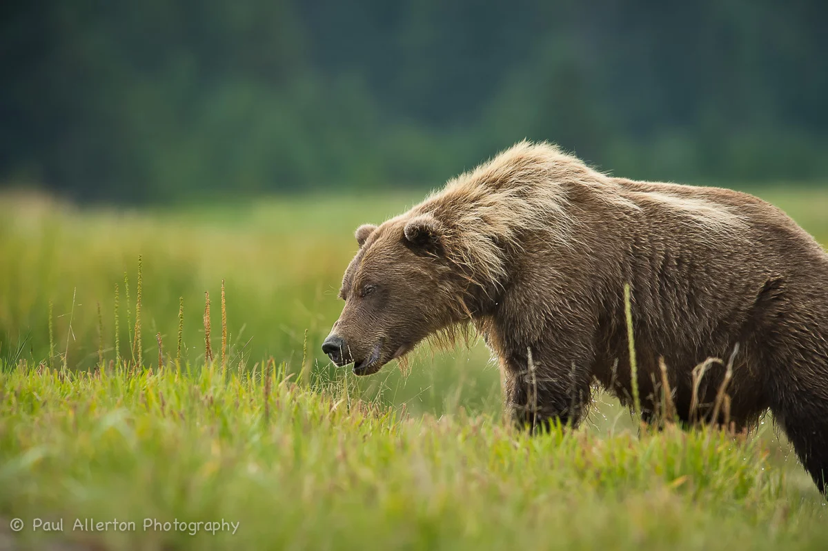 Alaska-12.jpg