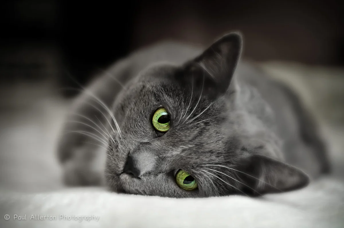Angus-1.jpg
