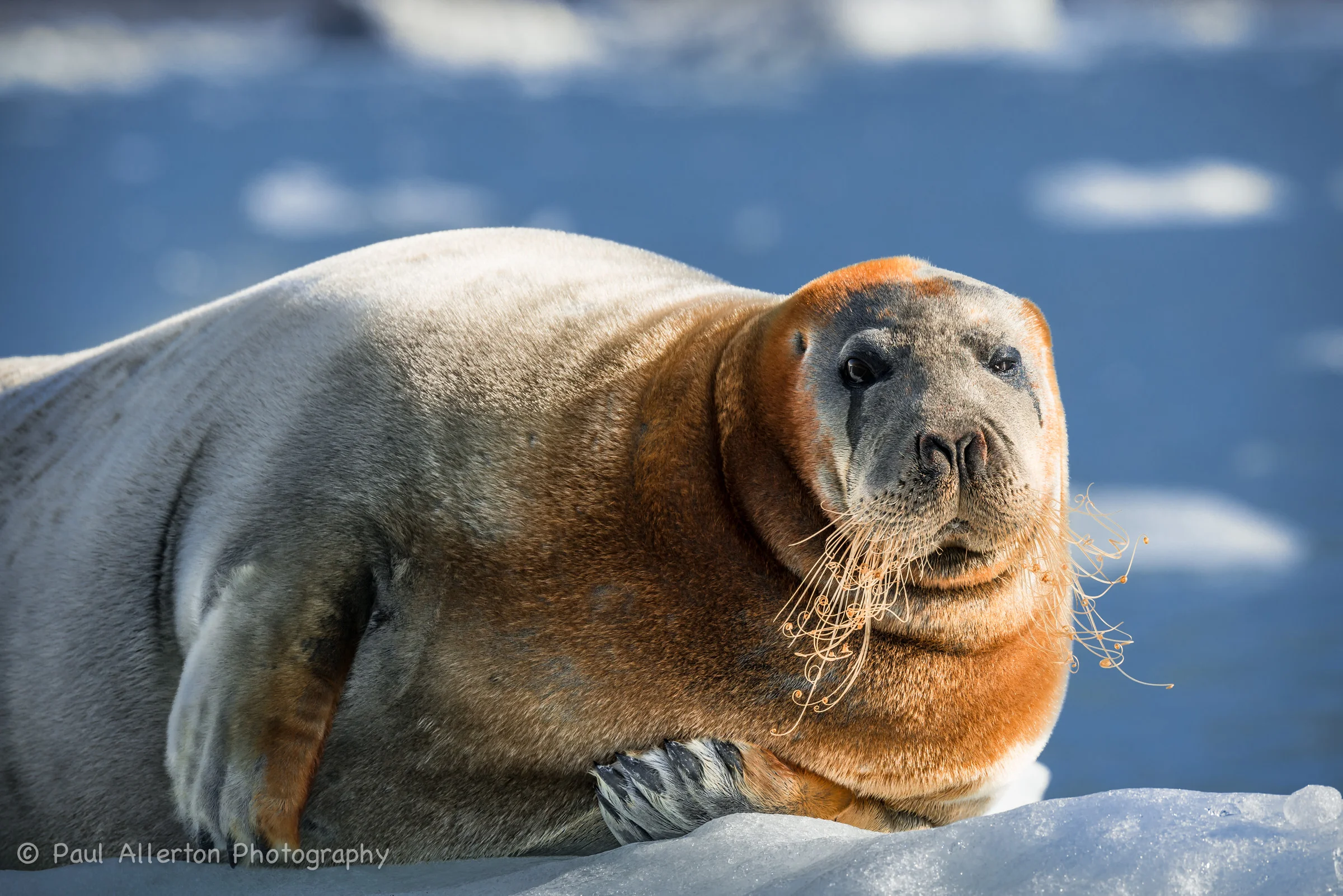 Svalbard-15.jpg