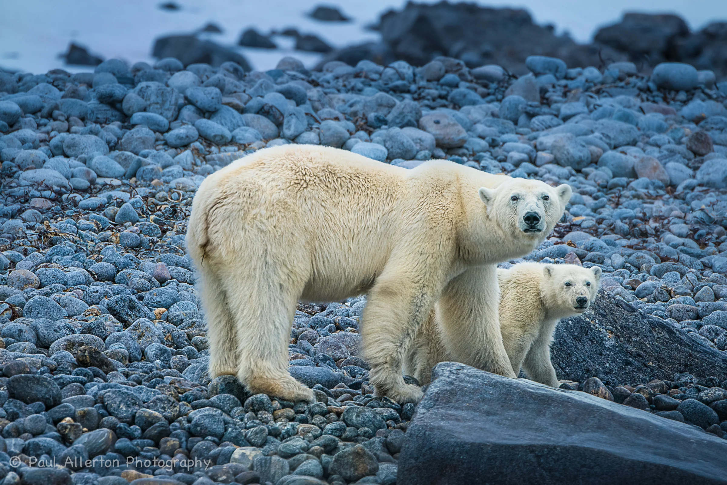 Svalbard-32.jpg