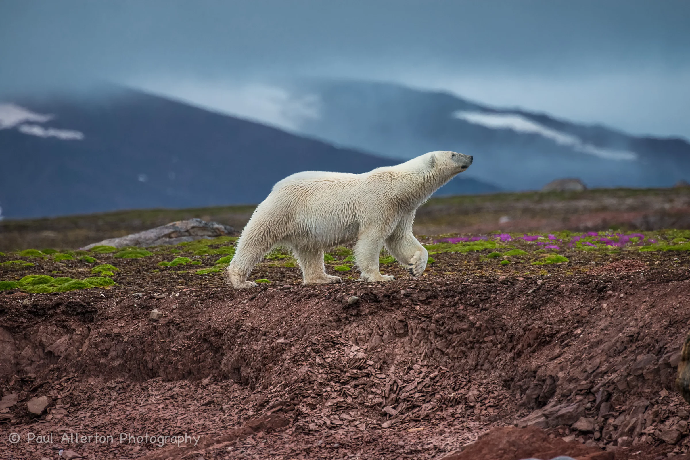 Svalbard-41.jpg