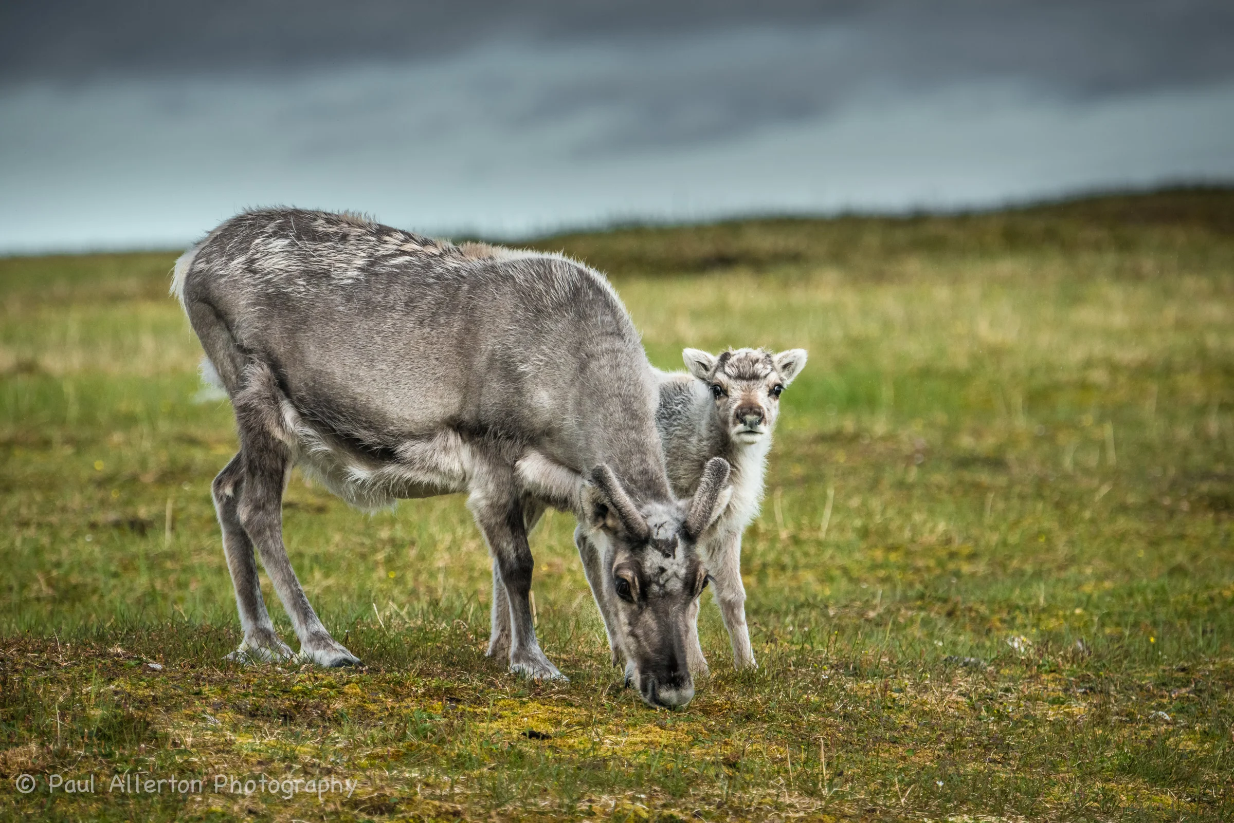 Svalbard-51.jpg