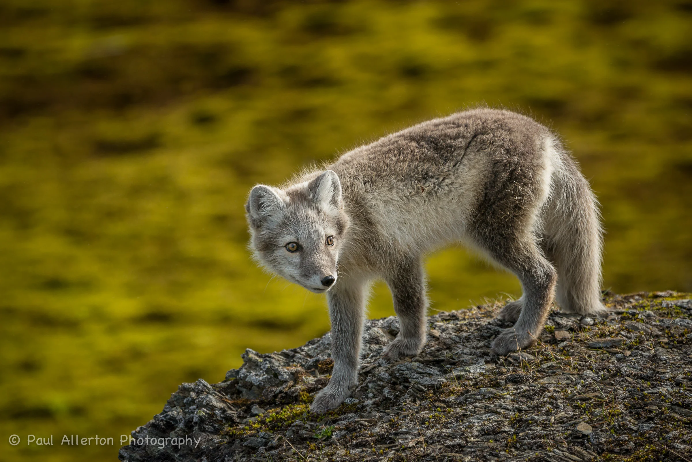 Svalbard-53.jpg