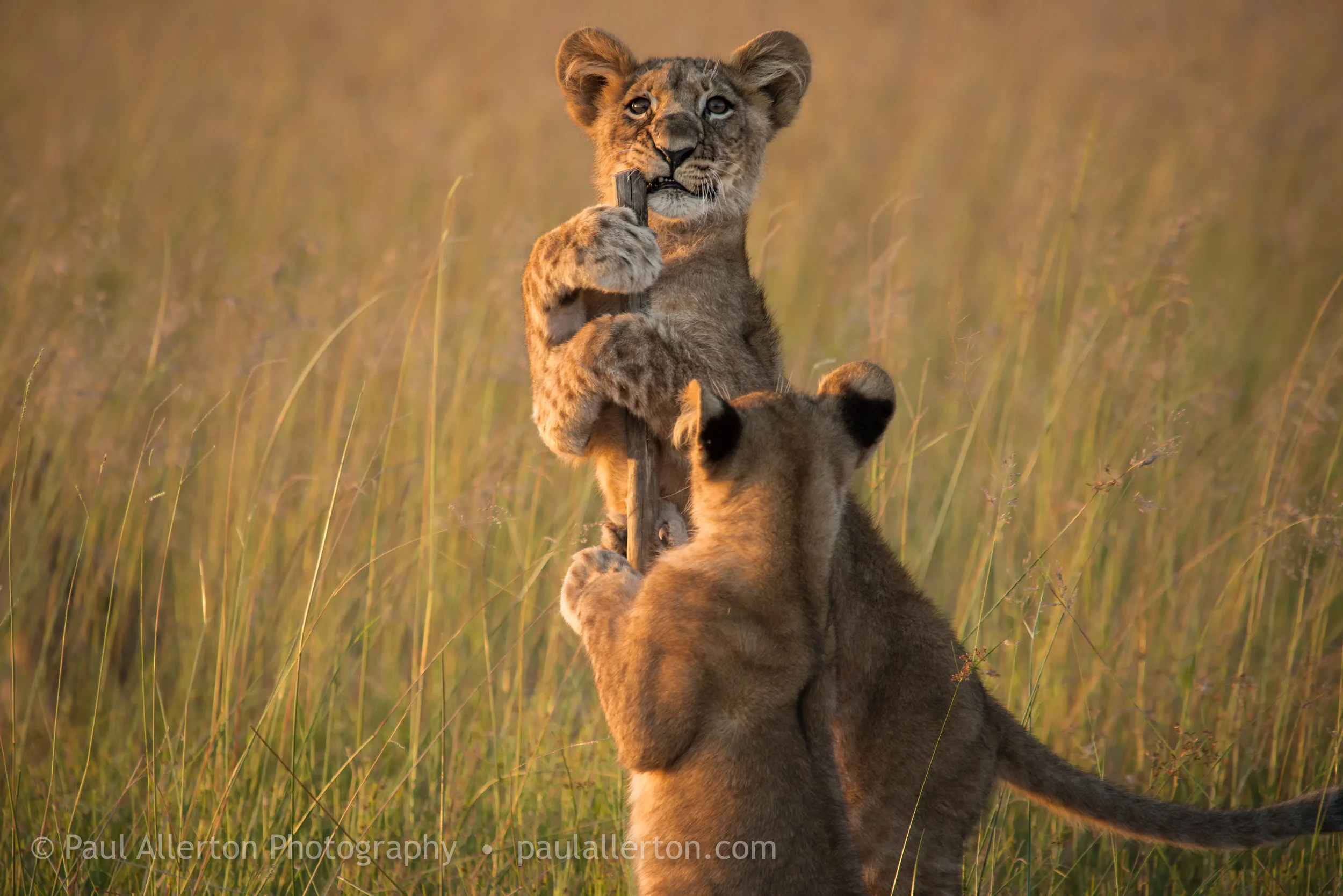 Botswana_36.jpg