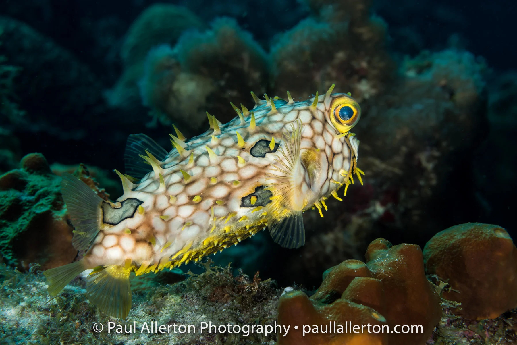 Bonaire-18.jpg