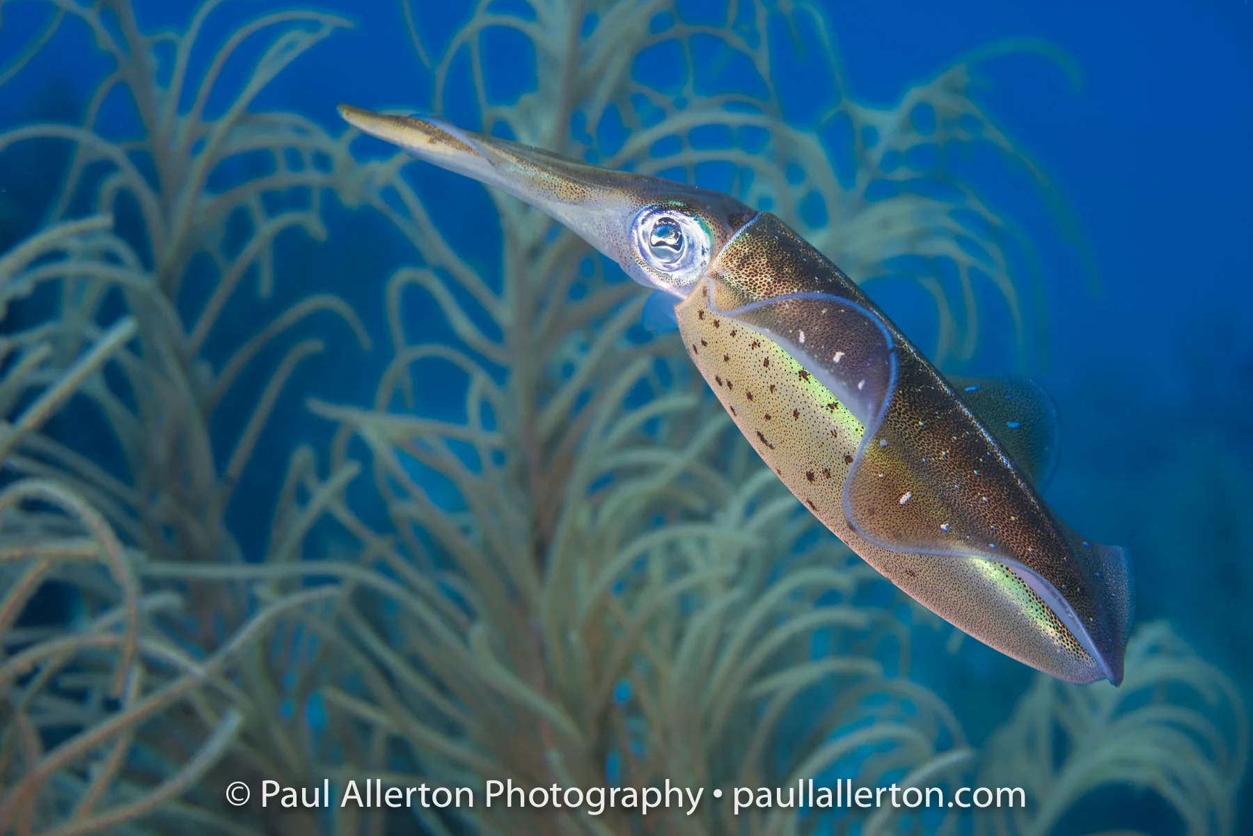 Bonaire-43.jpg