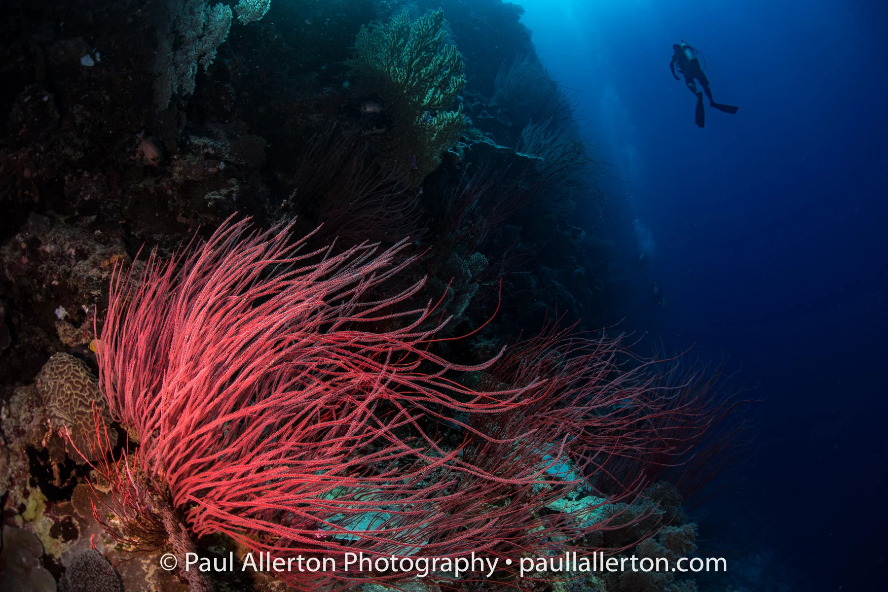 Palau-6.jpg