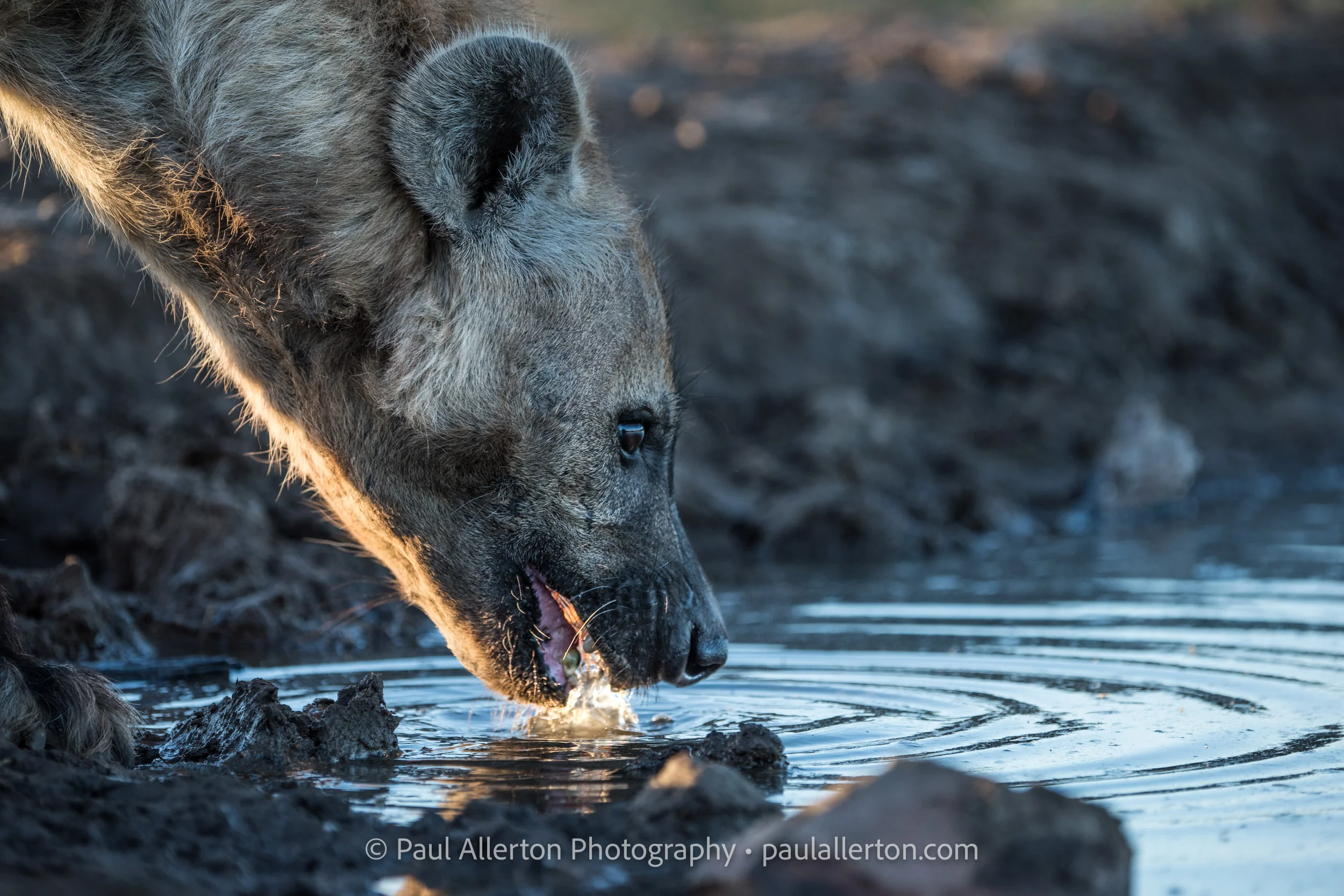 Botswana2016_101.jpg