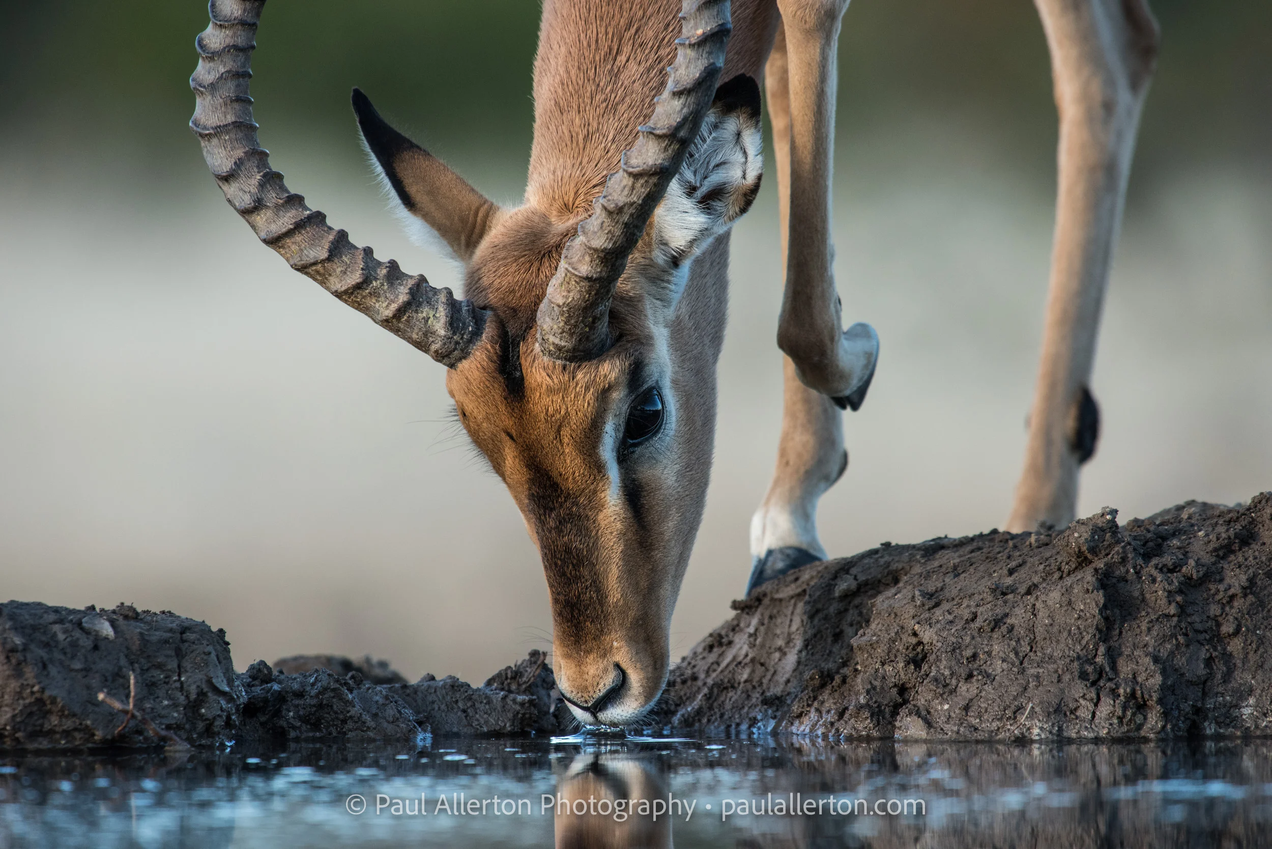 Botswana2016_142.jpg