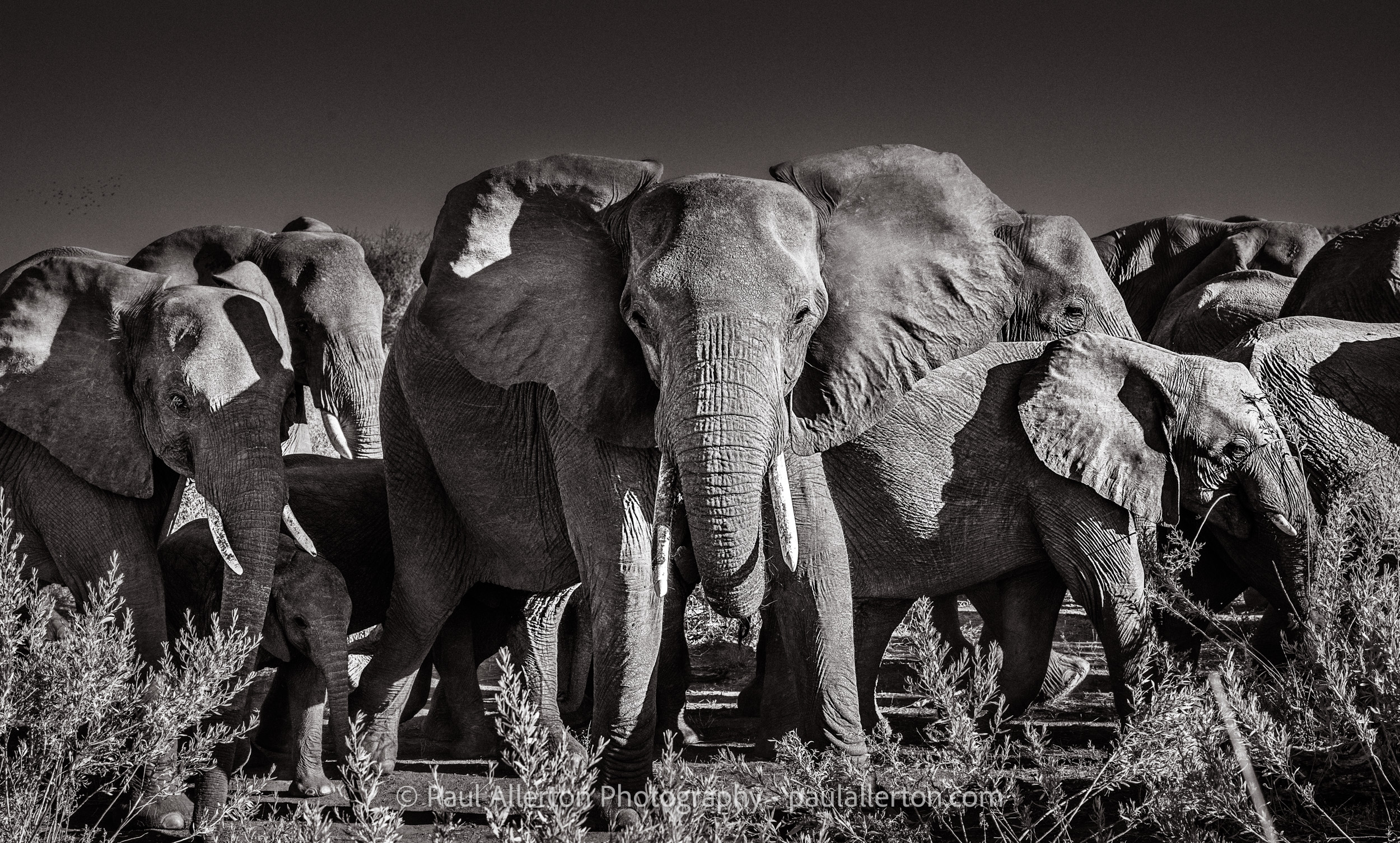 Botswana2016_871.jpg