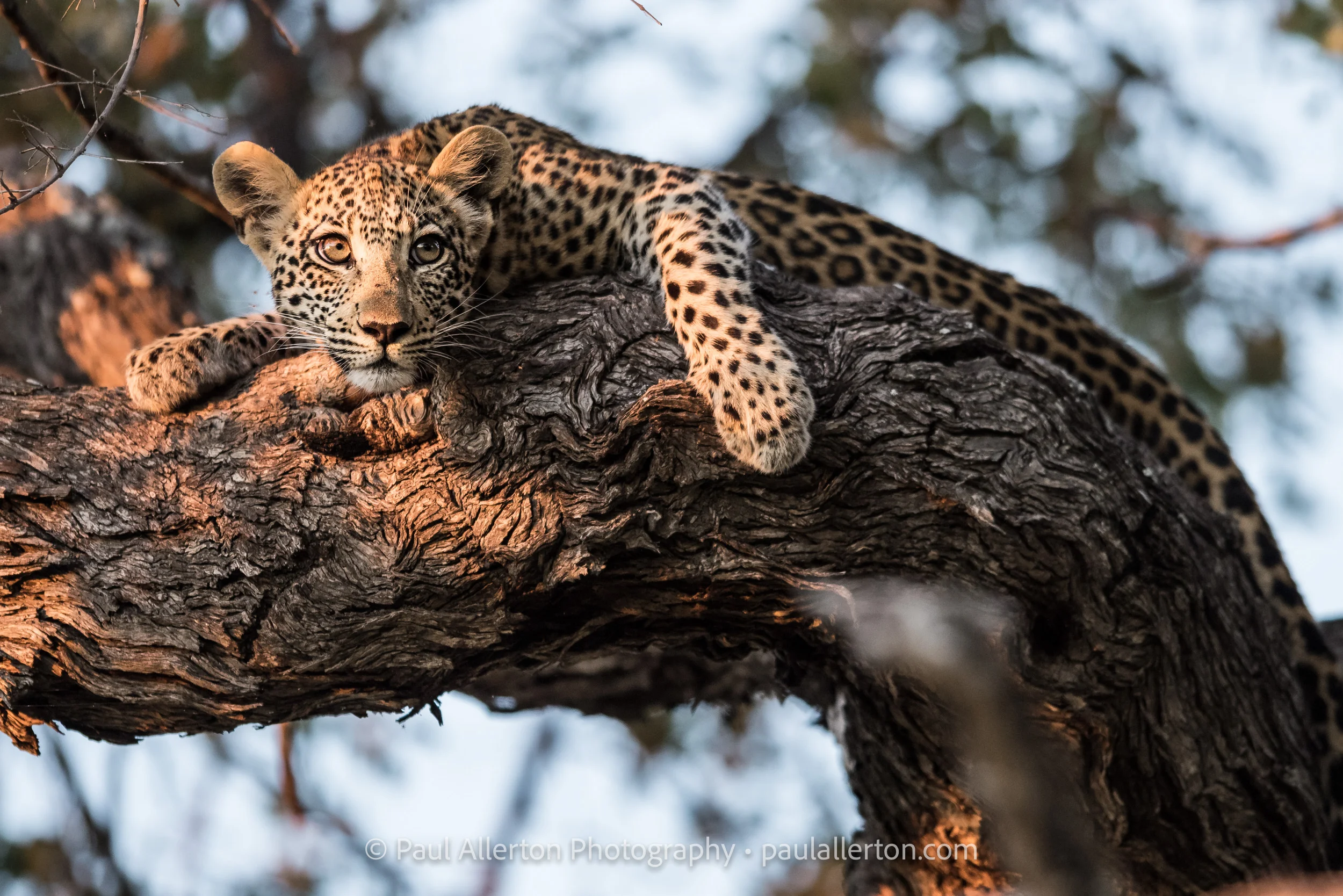 Botswana2016_4340.jpg