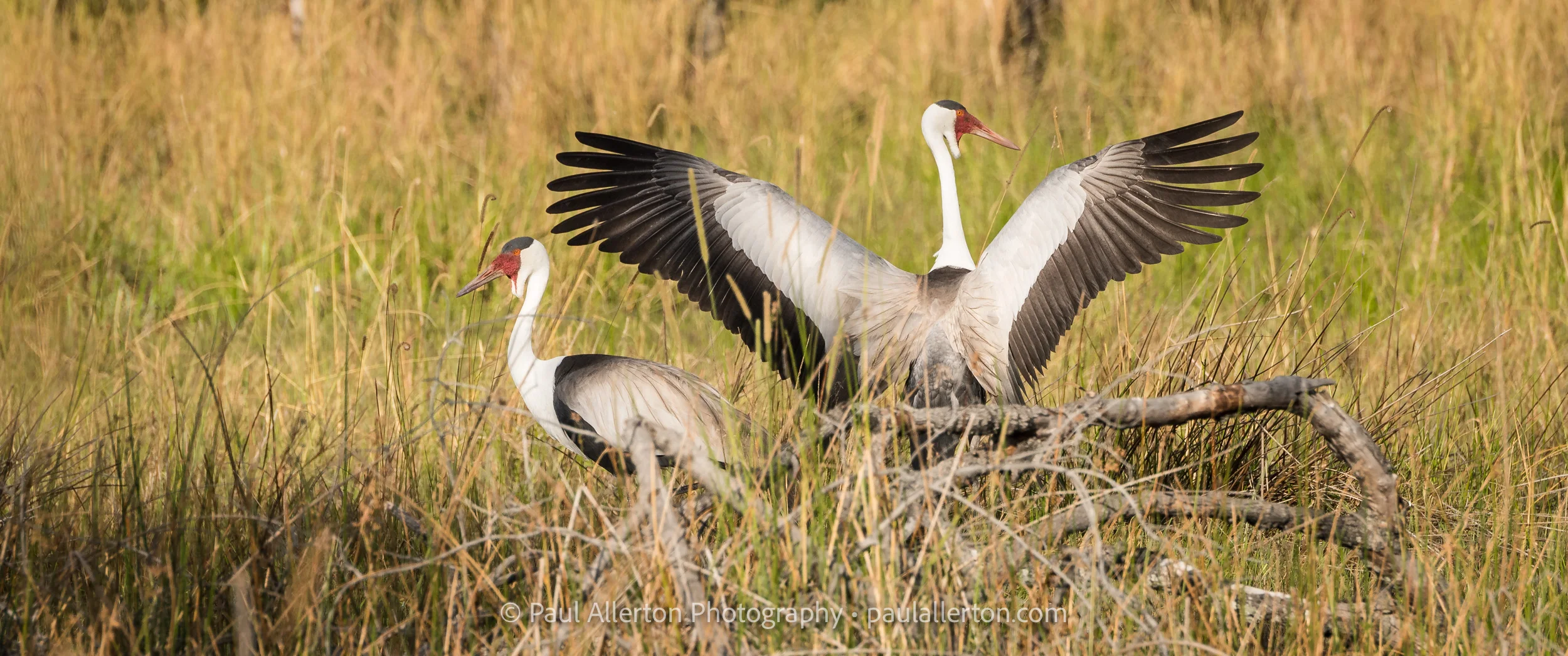 Botswana2016_6066.jpg
